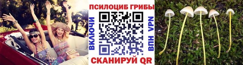 Псилоцибиновые грибы GOLDEN TEACHER  Купить где  Шиханы 